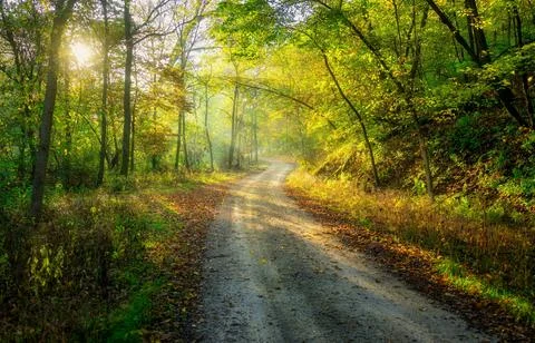 Sun Rays Through Misty Autumn Woods Along Serene Path Stock Photos