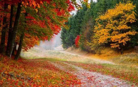 Sun Rays Through Misty Autumn Woods Along Serene Path Stock Photos