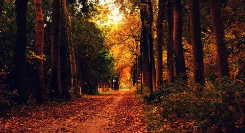 Sun Rays Through Misty Autumn Woods Along Serene Path Stock Photos