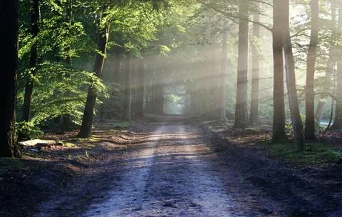 Sun Rays Through Misty Autumn Woods Along Serene Path Stock Photos