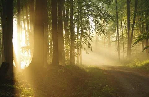 Sun Rays Through Misty Autumn Woods Along Serene Path Stock Photos