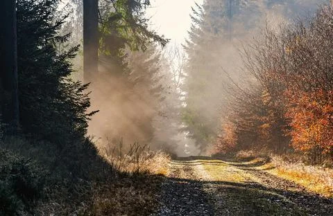 Sun Rays Through Misty Autumn Woods Along Serene Path Stock Photos