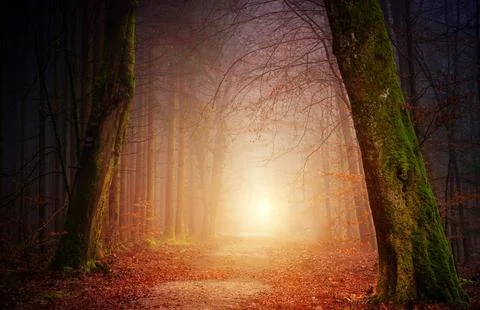 Sun Rays Through Misty Autumn Woods Along Serene Path Stock Photos