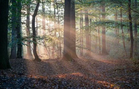 Sun Rays Through Misty Autumn Woods Along Serene Path Stock Photos