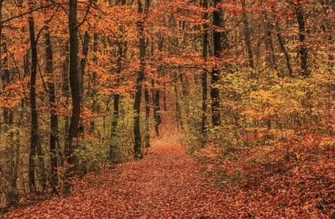 Sun Rays Through Misty Autumn Woods Along Serene Path Stock Photos