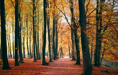 Sun Rays Through Misty Autumn Woods Along Serene Path Stock Photos
