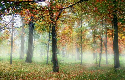 Sun Rays Through Misty Autumn Woods Along Serene Path Stock Photos