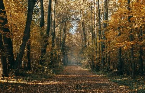 Sun Rays Through Misty Autumn Woods Along Serene Path Stock Photos