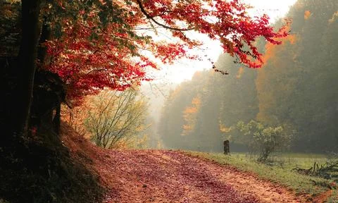 Sun Rays Through Misty Autumn Woods Along Serene Path Stock Photos