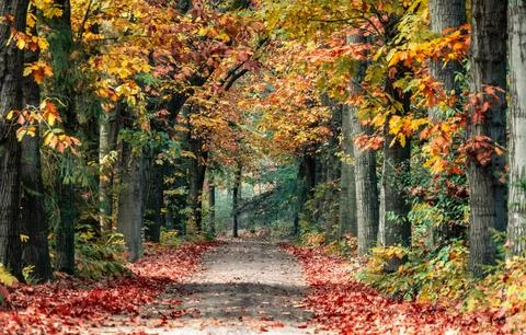 Sun Rays Through Misty Autumn Woods Along Serene Path Stock Photos