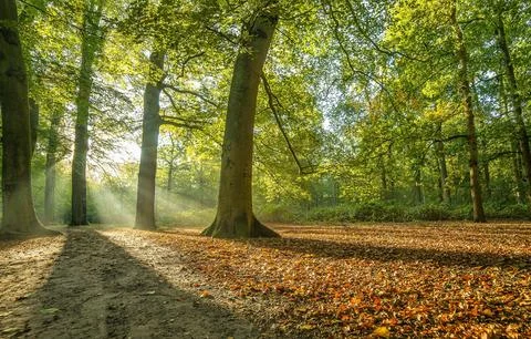 Sun Rays Through Misty Autumn Woods Along Serene Path Stock Photos