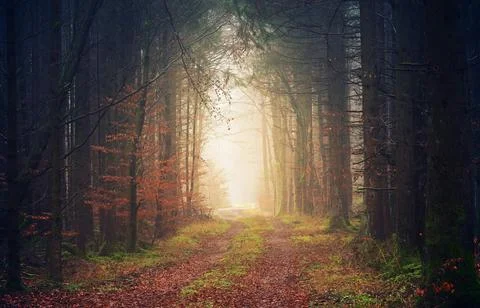 Sun Rays Through Misty Autumn Woods Along Serene Path Stock Photos