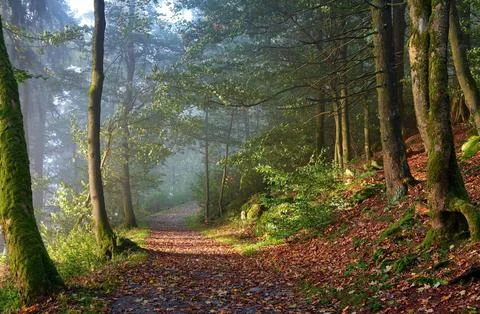 Sun Rays Through Misty Autumn Woods Along Serene Path Stock Photos