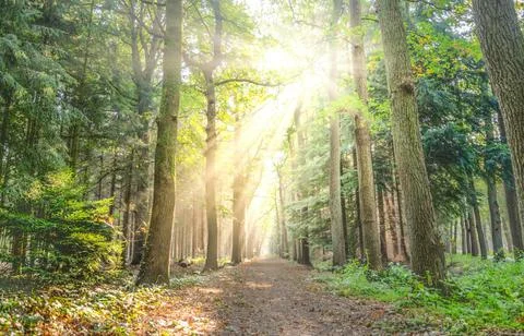 Sun Rays Through Misty Autumn Woods Along Serene Path Stock Photos