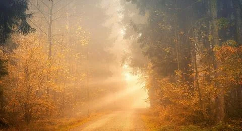 Sun Rays Through Misty Autumn Woods Along Serene Path Stock Photos
