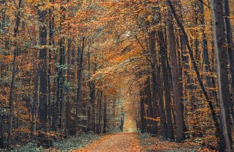 Sun Rays Through Misty Autumn Woods Along Serene Path Stock Photos