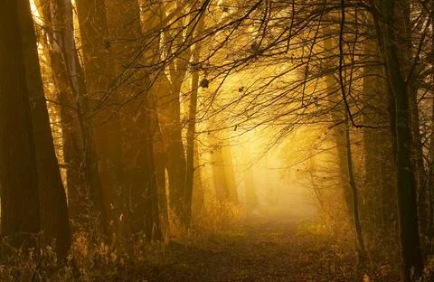 Sun Rays Through Misty Autumn Woods Along Serene Path Stock Photos