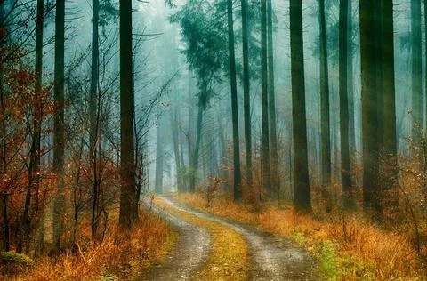 Sun Rays Through Misty Autumn Woods Along Serene Path Stock Photos