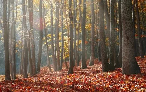 Sun Rays Through Misty Autumn Woods Along Serene Path Stock Photos