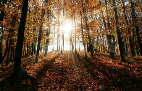 Sun Rays Through Misty Autumn Woods Along Serene Path Stock Photos