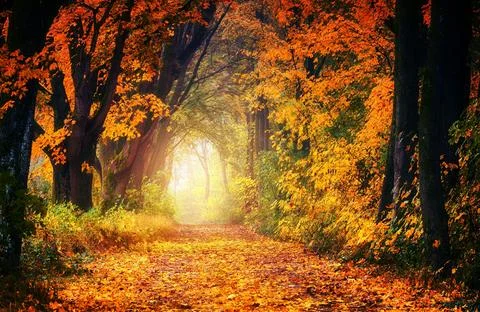 Sun Rays Through Misty Autumn Woods Along Serene Path Stock Photos