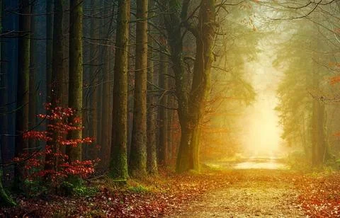 Sun Rays Through Misty Autumn Woods Along Serene Path Stock Photos
