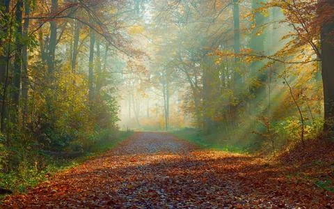 Sun Rays Through Misty Autumn Woods Along Serene Path Stock Photos