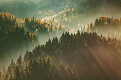 Sun-rays through misty pine forest autumn nature background Stock Photos