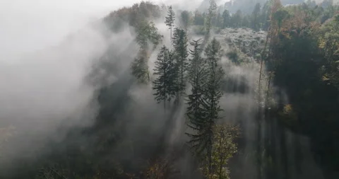 Sun rays through morning fog over autumn forest in Lower Silesia Stock Footage 346657749