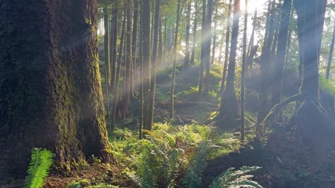 Sun Rays Through Mossy Coastal Forest at Ecola State Park Oregon Stock Footage 341993084