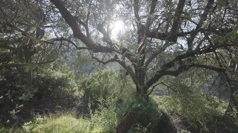 Sun Rays Through Olive Tree Branches in Mediterranean Agricultural Landscape Stock Footage 344094791