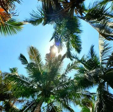 Sun Rays Through Palm Leaves Stock Photos