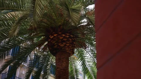 Sun rays through palm tree view from around Stock Footage 302765114