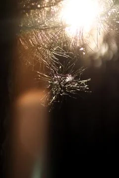 Sun rays through pine needles with dew drops, warm forest glow. Golden sunl.. Stockfoto's