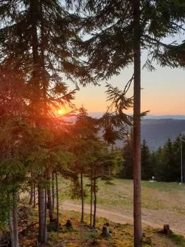 Sun rays through pine tree branches at sunset Stock Photos