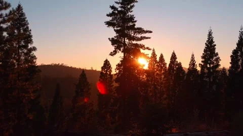 Sun rays through pine trees in the forest, truck slider shot Stock Footage 261005104