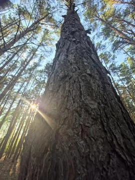 Sun rays through pine trunk Stock Photos
