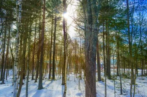 Sun rays through the pine wood Stock Photos