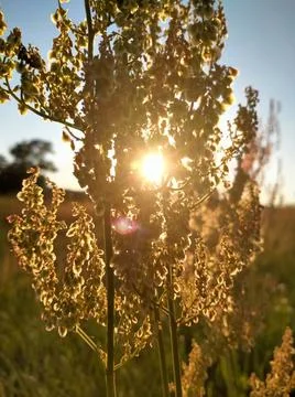 Sun rays through the plant Stock Photos