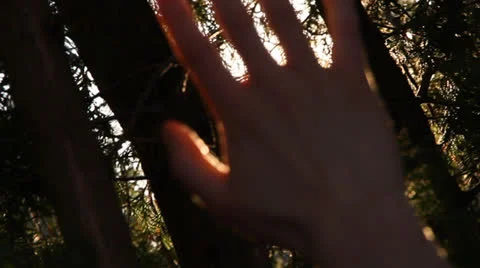 Sun rays through silhouetted hand/bushes.Rack focus in/out.Lens flares.1080p24. Stock Footage 22732069