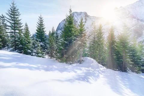 Sun rays through snowy mountains and trees Stock Photos