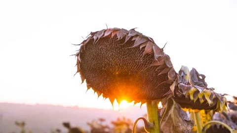 Sun rays through the sunflower. The farm is engaged in the cultivation of 스톡 동영상 81966331