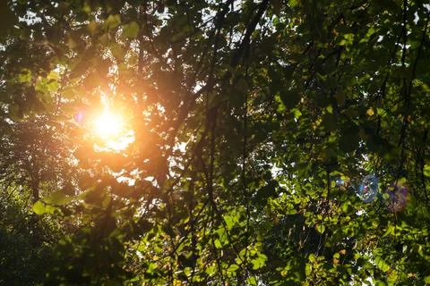 Sun rays through thick tree branches Stock Photos