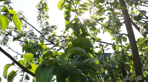 Sun rays through tree branches and green leaves Stock Footage 63656789