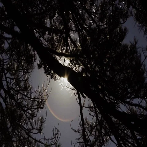 Sun rays through tree branches in forest Stock Footage 69455511
