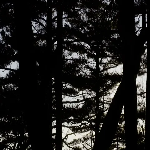 Sun rays through tree branches in forest Stock Footage 69456222