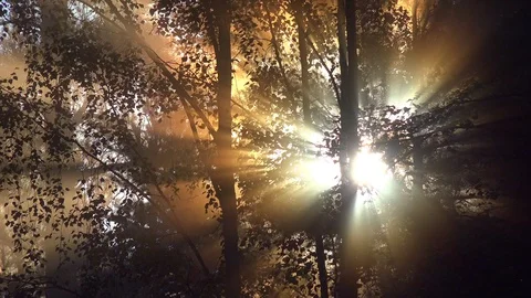 Sun rays through tree branches a foggy morning Stock Footage 99579939