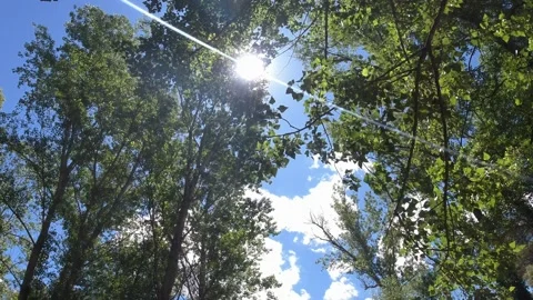 Sun rays through the tree branches Stock Footage 132866422