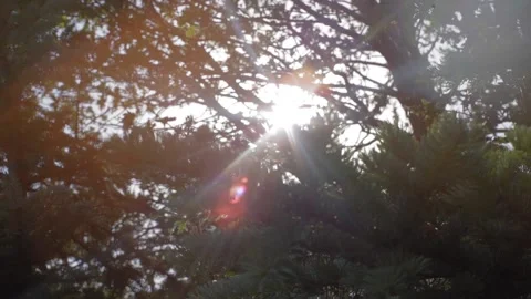 Sun rays through tree branches Video stock 173421474