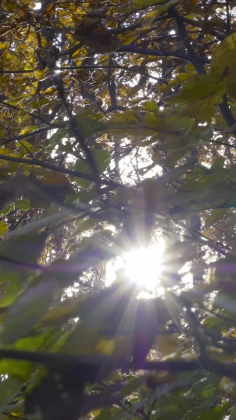 Sun rays through the tree branches with green and golden leaves, vertical nature 스톡 동영상 283342647